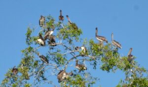 Brown Pelicans resting in a tree