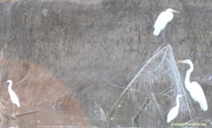Greater white egrets on branches of dead tree in river