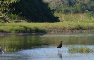 Brown bird standing in river