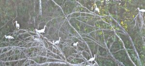White birds sitting in a tree without leaves
