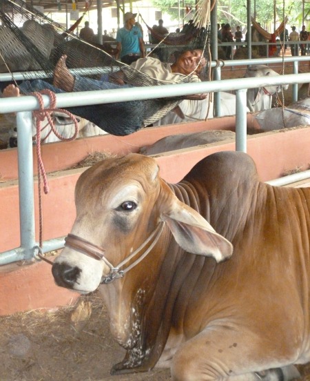 Cow lying down and man in hammock