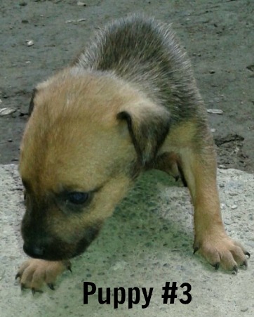 young puppy looking over a grating
