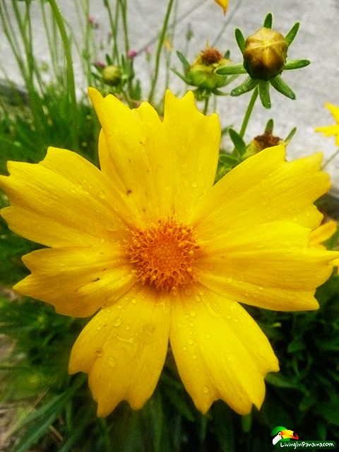 siimple yellow flower and nearby buds