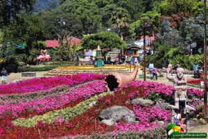 flower display of pink and red flowers