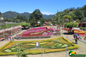 Flower displays in shape of butterfly and more