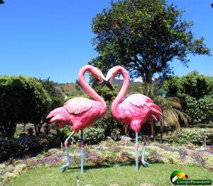 2 huge pink flamingos in a green garden