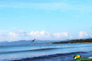 birds flying over ocean and land beyond