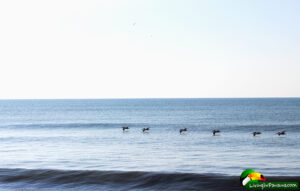 line of pelicans flying over water in puerto armuelles panama