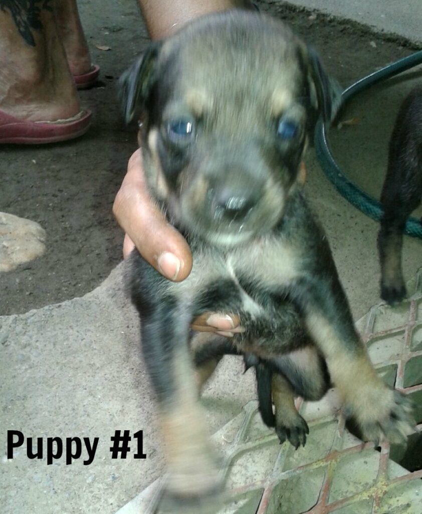 puppy with dark fur and blue eyes