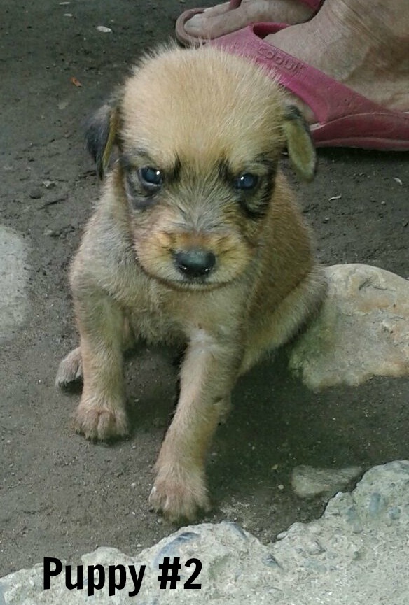 golden colored puppy with dark eyes and highlights