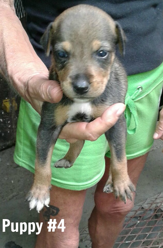 tri-colored puppy held in palm of person's hand