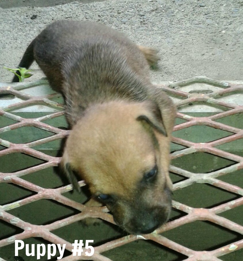 brown and black puppy peering into a grating