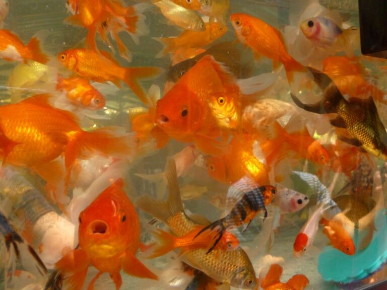 tank filled with variety of gold fish at David Fair