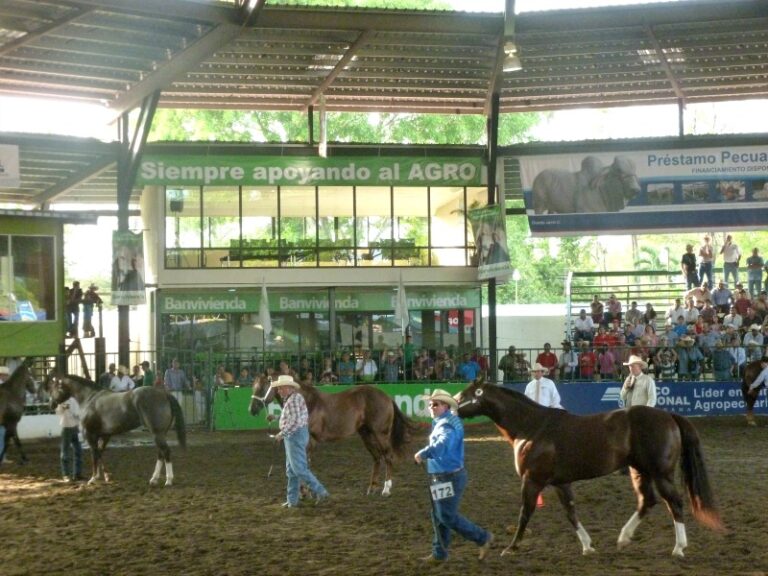 horses being walked in a big stadium by men wearing numbers on their legs