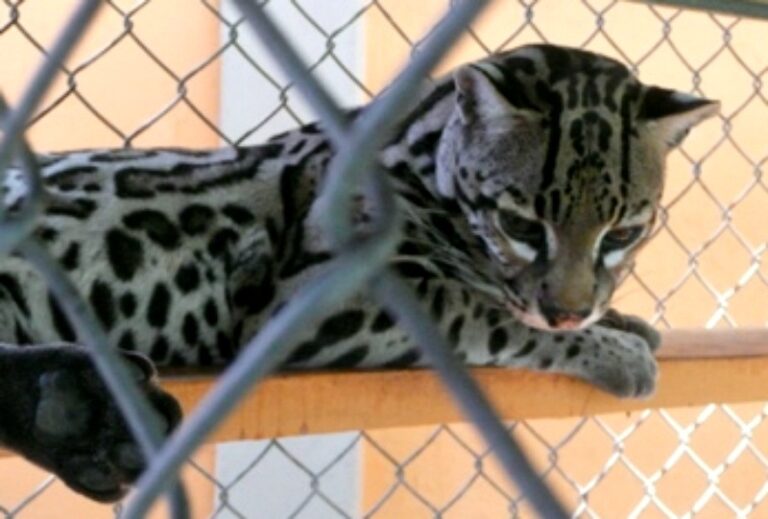 marjay in a cage at mini-zoo at the fair