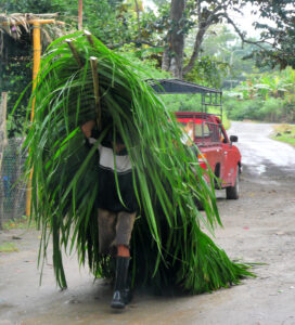 man almost hidden under load of palm leaves on his back