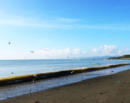 Four Beautiful Beach Properties
