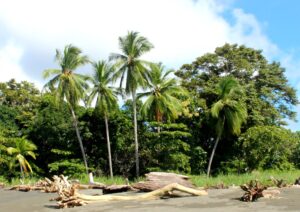 Photo of beach with driftwood and palm trees