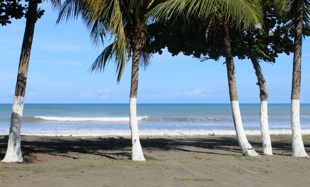 Palm trees on a quiet beach in Puerto Armuelles