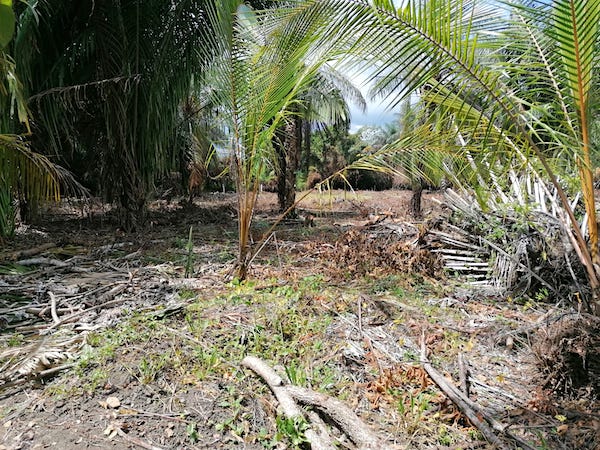 Land for sale in Cucuy, Puerto Armuelles