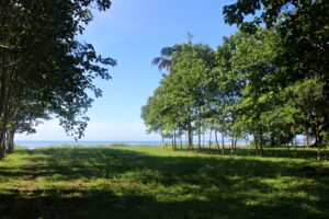 Photo of a flat grassy area with ocean view and trees on 2 sides